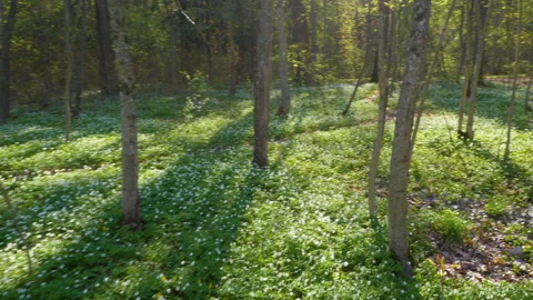 A walk in the spring forest on a sunny day 스톡 동영상 244262841