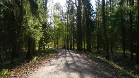 A walk in the spring forest on a sunny day Stock-Footage 244262886