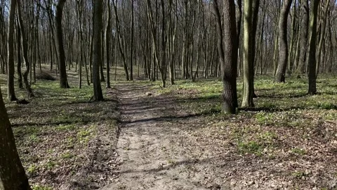 A walk in a spring forest without leaves   Stock Footage 143953745