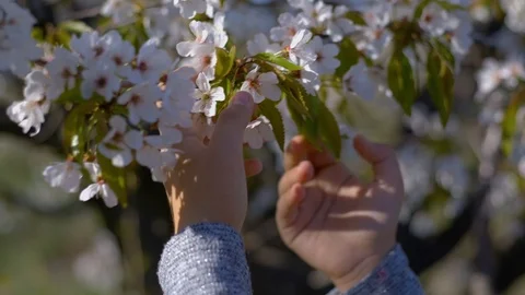 Walk in the spring garden of two sisters Stock Footage 102682159