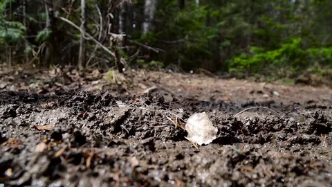 Walk in the spring, large rubber boots come in a puddle with mud Video stock 75665008