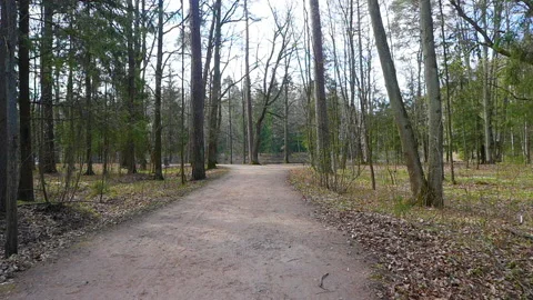 A walk in the spring park in early spring. Vidéo 192624909