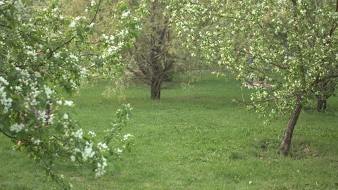 Walk in the in the spring park. 스톡 동영상 113346958