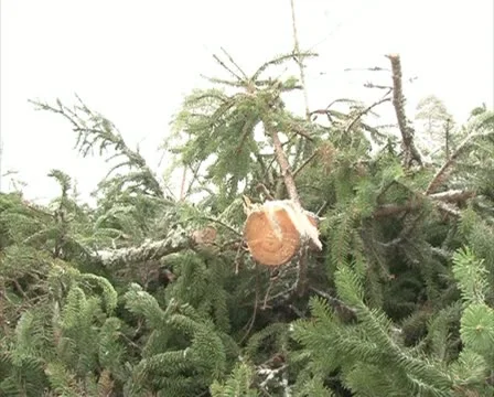Walk stack branch fir Stock Footage 10832581