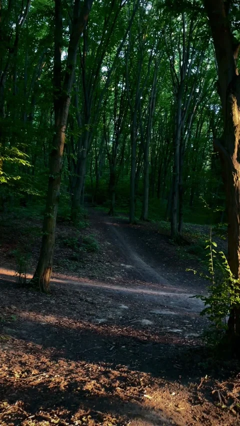 Walk in the summer forest in the evening Stock Footage 246665042