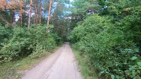 A walk in the summer forest, Stock-Footage 136541816