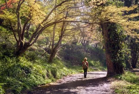 Walk in summer forest Foto stock