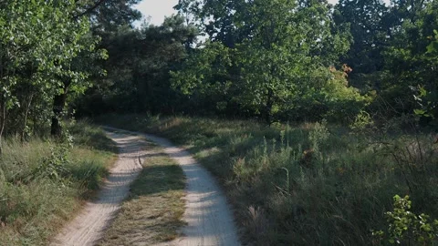 Walk in the summer forest. The rays of the sun break through the branches Stock Footage 250957900