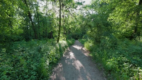 Walk in the summer forest. The rays of the sun break through the branches Stock Footage 276883622