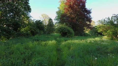 Walk in the summer forest. The rays of the sun break through the branches Stock Footage 280903841