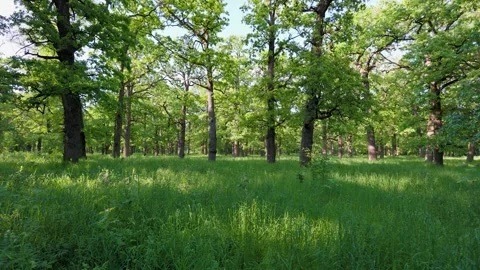 Walk in the summer forest. The rays of the sun break through the branches 動画素材 281087798
