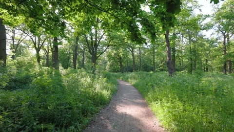 Walk in the summer forest. The rays of the sun break through the branches Stock Footage 287353511