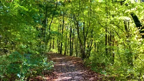 A walk in the summer park Stock Footage 289385077