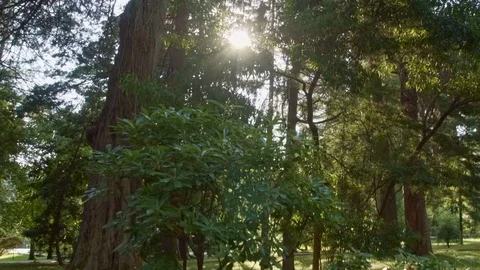 Walk in the sunny forest Stock Footage 82186040