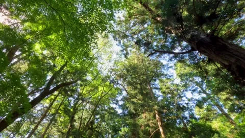 Walk in a sunny forest Stock Footage 253255364