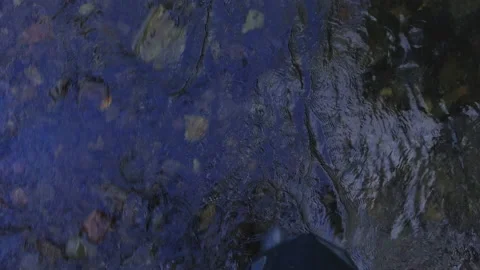 Walk in the taiga Stock Footage 218172541