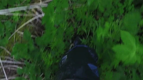 Walk in the taiga Stock Footage 218563907