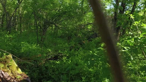 Walk in the taiga Stock Footage 219698237