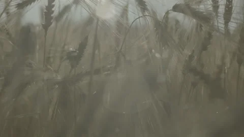 Walk though summer wheat field Stock Footage 130777751