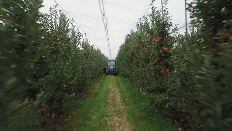 Walk through the apple garden Stock-Footage 102053742