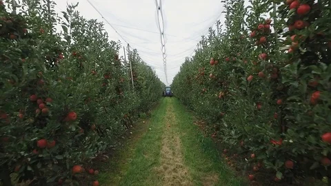 Walk through the apple garden Stockbeeldmateriaal 102053782