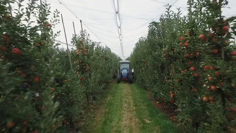 Walk through the apple garden 動画素材 102054236