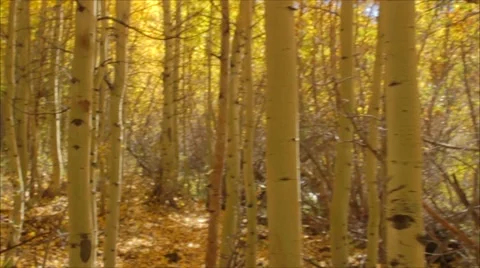 Walk through aspen forest 動画素材 57377414