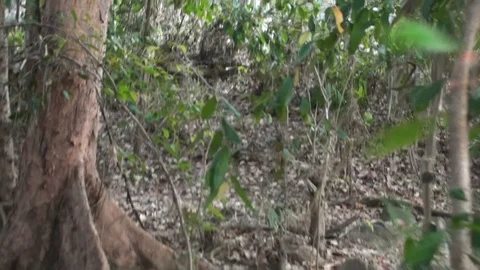 Walk through the australian outback Stock Footage 95035584