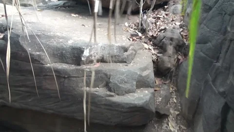 Walk through the australian outback Stock Footage 95036729