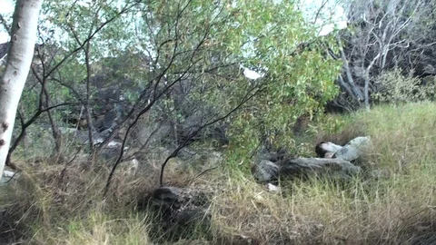 Walk through the australian outback Stock Footage 95036829
