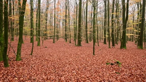 Walk through the autumn beech forest Stock Footage 199963698