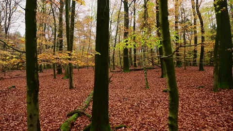 Walk through the autumn beech forest Stock Footage 199965626
