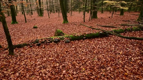 Walk through the autumn beech forest with deadwood Stock Footage 199967150