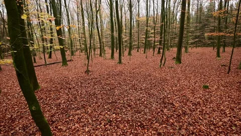 Walk through the autumn beech forest Stock Footage 199969018