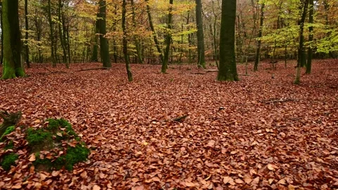 Walk through the autumn beech forest Stock Footage 199978766
