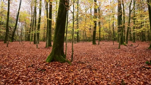 Walk through the autumn beech forest Stock Footage 201530890