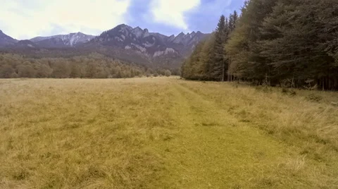 Walk through the autumn forest Stock Footage 68615159