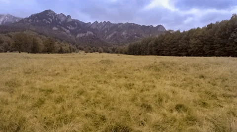 Walk through the autumn forest Stock Footage 68615367