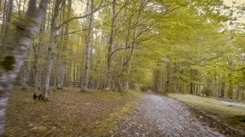 Walk through the autumn forest Stock Footage 68618075