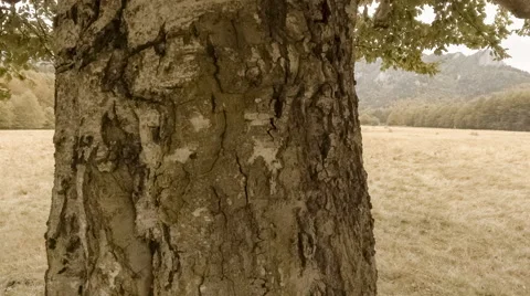 Walk through the autumn forest Stock Footage 68791137