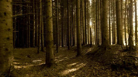 Walk through the autumn forest Stock Footage 68791633