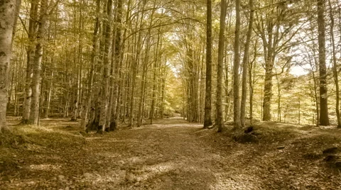 Walk through the autumn forest Stock Footage 68792031