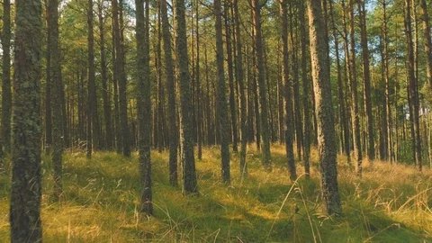 Walk Through Autumn Forest Stock Footage 70310489