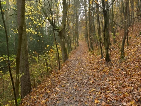 Walk through autumn forest Video stock 82577245