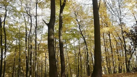 Walk Through the Autumn Forest Stock-Footage 97238233