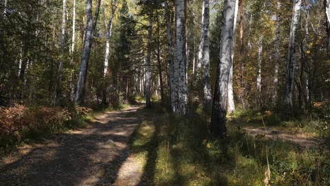Walk through the autumn forest Video stock 104098546