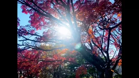 Walk through in the autumn forest Video stock 296136943