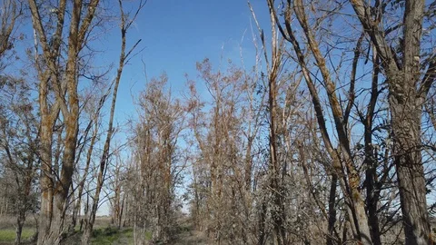 Walk through the autumn forest without leaves, against the blue sky Stock Footage 118449270