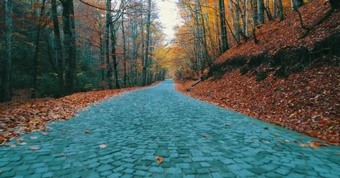 Walk Through The Autumn ForestWalking Camera Road in Forest Fallen Leaves Autumn Stock Footage 82649192