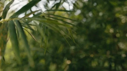 Walk through the bamboo. close up Stock Footage 132877928
